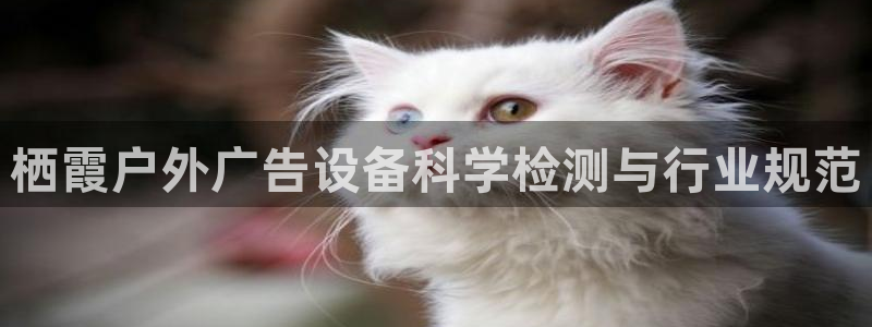杏宇官方平台官网入口