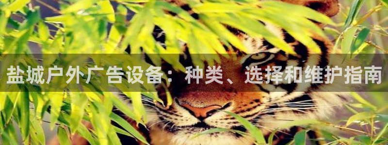 杏宇平台代理